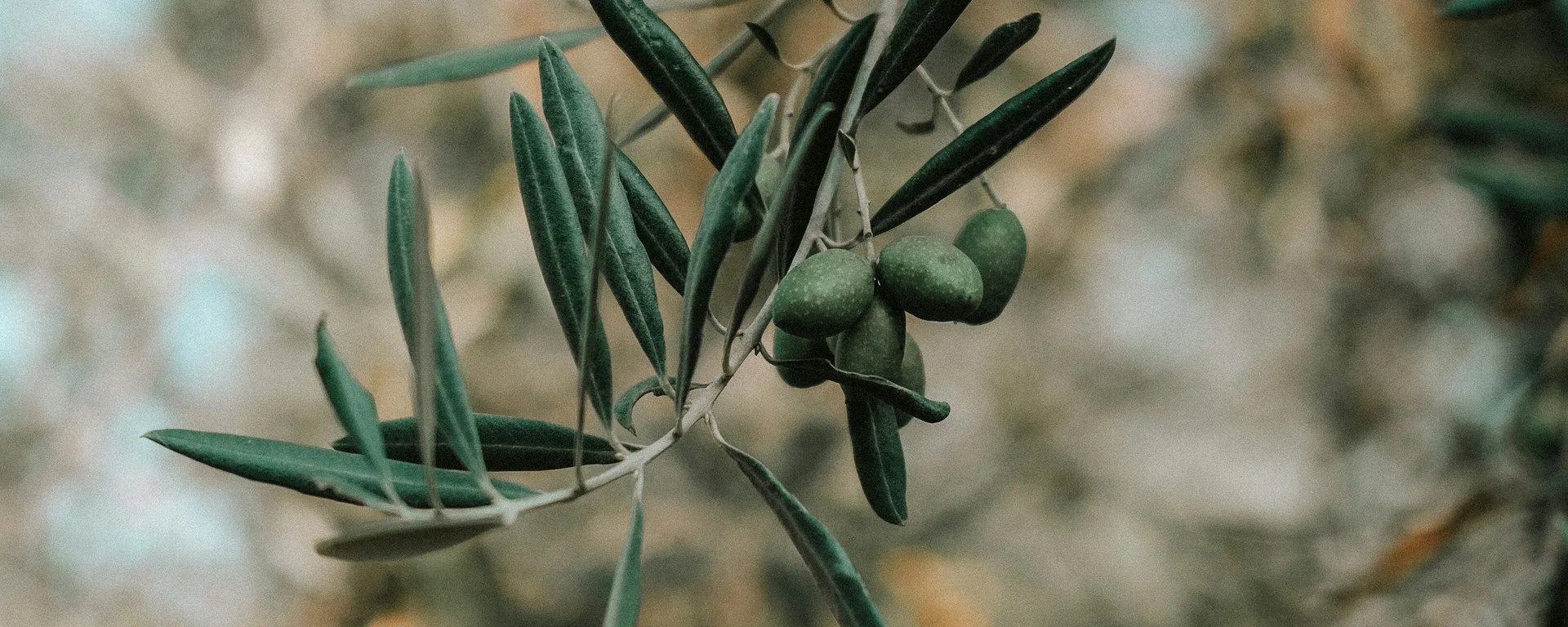 Weekend con degustazione di vini in Toscana | Alle Dune