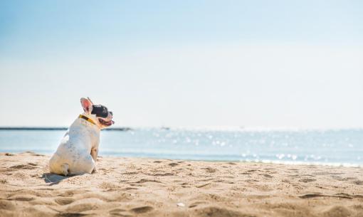 alledune de sonderangebot-aufenthalt-mit-dem-hund-kostenlos 003