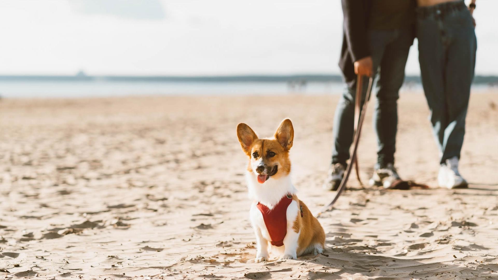 alledune it pet-friendly 002